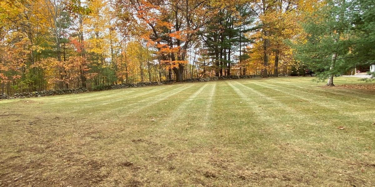 After: the same lawn cleared of leaves and freshly mowed in clean stripes by MLC