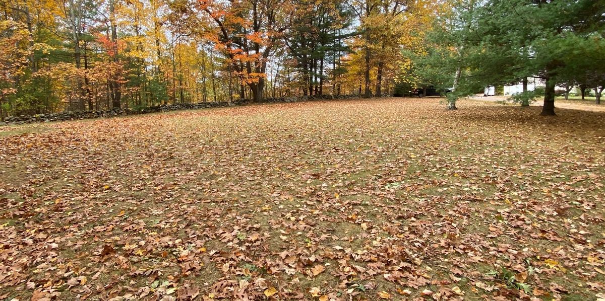 Before: a large lawn completely covered in fallen leaves