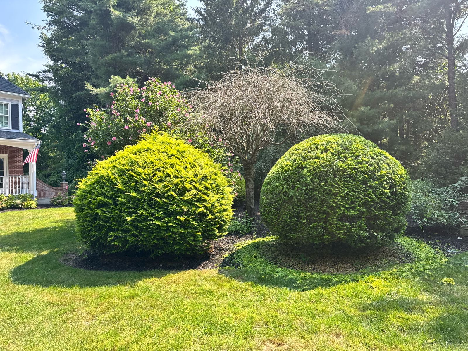 Two round-sheared shrubs in mulch beds in front of a brick colonial home