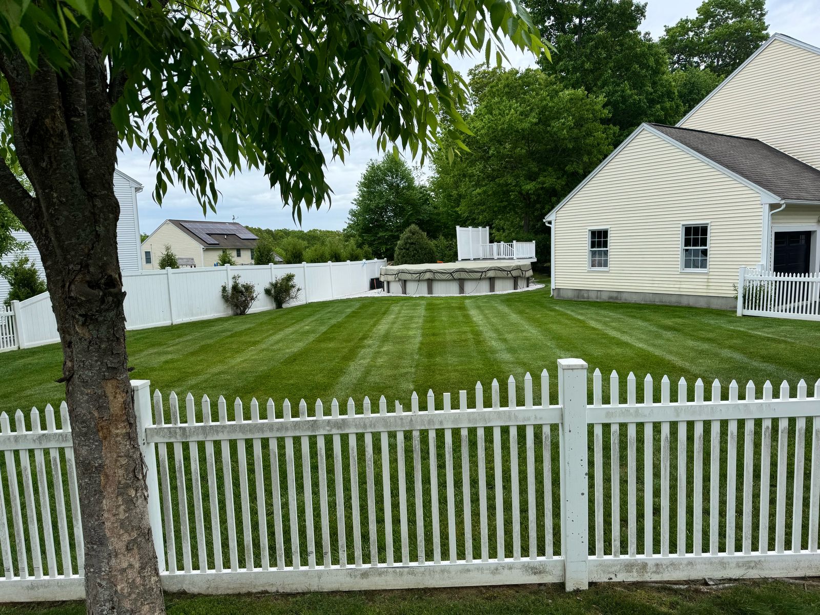 Striped backyard lawn behind a white picket fence