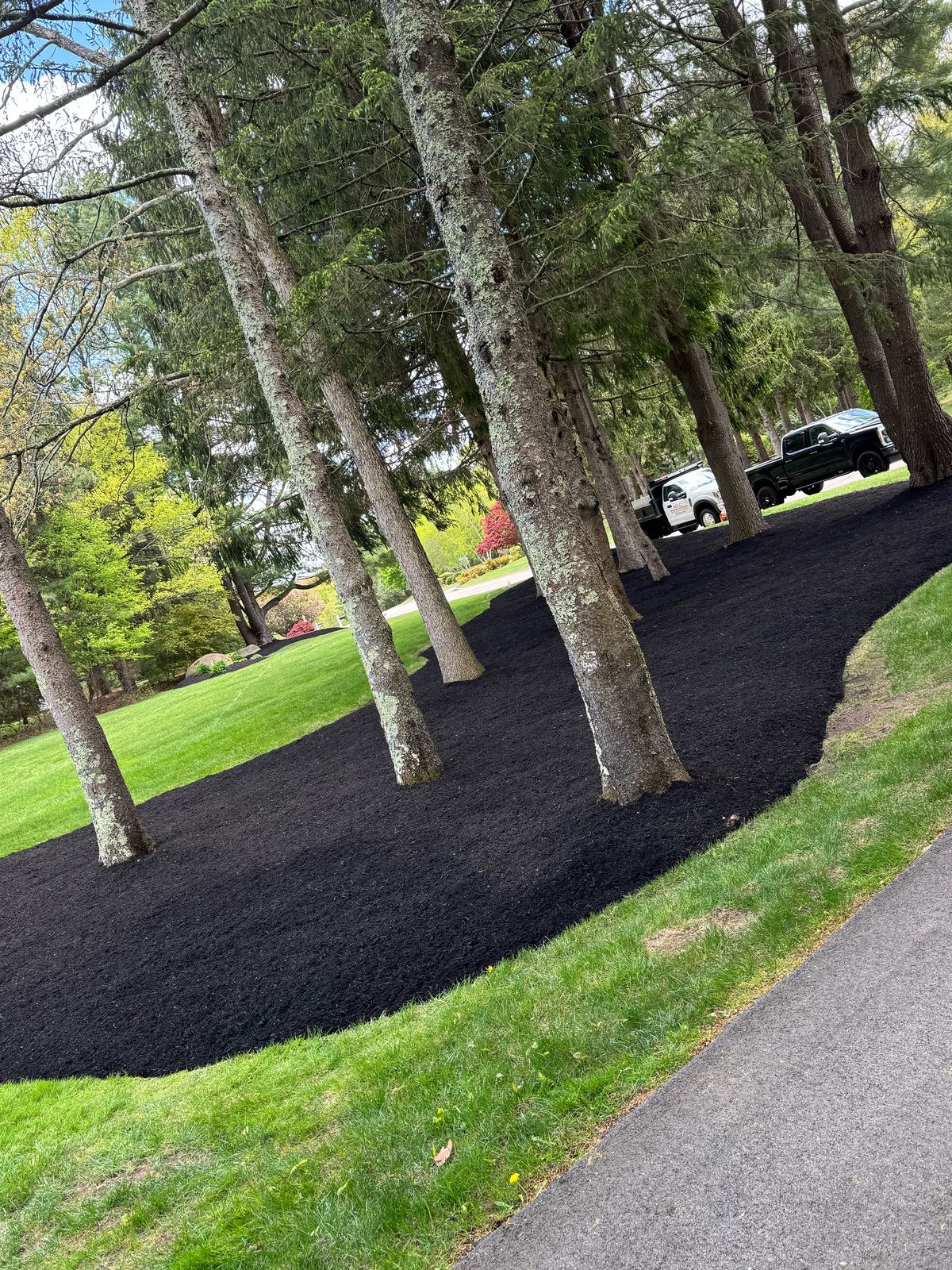 Long black mulch bed under tall pine trees along a driveway