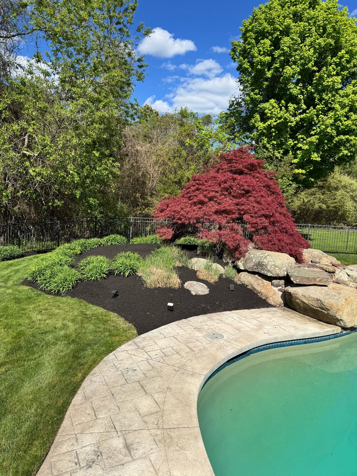 Poolside garden bed with a red Japanese maple, shrubs and boulders